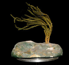 Stück Fels mit Busch aus